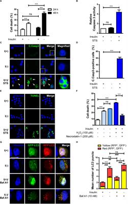 Parkin Promotes Mitophagic Cell Death in Adult Hippocampal Neural Stem Cells Following Insulin Withdrawal